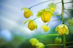 Cassia Flower Stock Photo