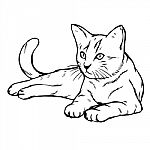 Cat Kitten Hand Drawn Stock Photo