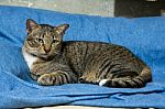 Cat Lying On Bed Stock Photo