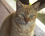 Cat With Bright Green Eyes Stares At You Stock Photo