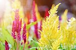 Celosia Argentea Flower Stock Photo