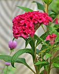 Celosia Cristata Stock Photo