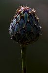 Centaurea Composite Violet Flower Stock Photo