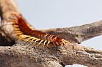 Centipede Stock Photo