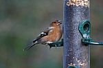 Chaffinch Stock Photo