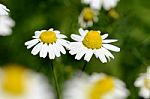 Chamomile (chamaemelum Nobile L.) Stock Photo