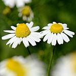 Chamomile (chamaemelum Nobile L.) Stock Photo