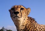 Cheetah Closeup In South Africa Stock Photo