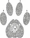 Cheetah Footprint Stock Photo