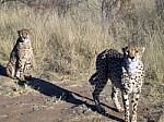 Cheetah In Namibia Stock Photo