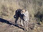 Cheetah In Namibia Stock Photo