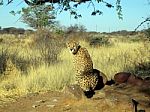 Cheetah In Namibia Stock Photo