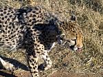 Cheetah In Namibia Stock Photo