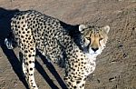 Cheetah In Namibia Stock Photo