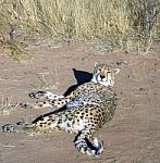 Cheetah In Namibia Stock Photo