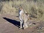 Cheetah In Namibia Stock Photo