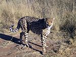 Cheetah In Namibia Stock Photo