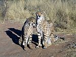 Cheetah In Namibia Stock Photo