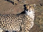 Cheetah In Namibia Stock Photo