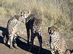 Cheetah In Namibia Stock Photo