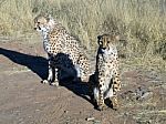 Cheetah In Namibia Stock Photo