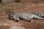 Cheetah Licking Her Lips Stock Photo