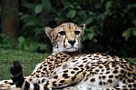 Cheetah Lying Stock Photo