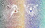 Cheetahs Color Background With Heads Stock Photo