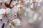 Cherry Blossom Stock Photo