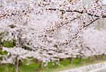 Cherry Blossom Stock Photo