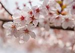 Cherry Blossom Stock Photo