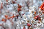 Cherry Blossom Stock Photo