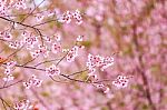 Cherry Blossom Flower And Tree Stock Photo