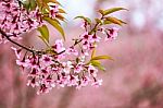 Cherry Blossom Flower And Tree Stock Photo