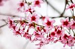 Cherry Blossom Flower And Tree Stock Photo