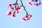 Cherry Blossom Flower And Tree Stock Photo