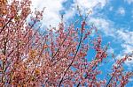 Cherry Blossom Flower And Tree Stock Photo