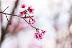 Cherry Blossom Flower And Tree Stock Photo