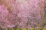 Cherry Blossom Flower And Tree Stock Photo