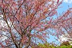 Cherry Blossom Flower And Tree Stock Photo