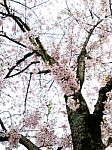 Cherry Blossom Tree Stock Photo