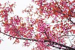 Cherry Blossoms At Sky Stock Photo