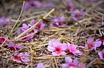 Cherry Blossoms Fall On The Ground Stock Photo