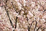 Cherry Tree With Flower Stock Photo