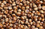 Chestnut Stock Photo