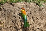 Chestnut Headed Bee Eater Stock Photo