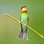 Chestnut-headed Bee-eater Stock Photo