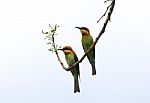 Chestnut Headed Bee Eater Stock Photo