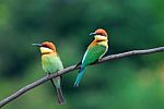 Chestnut Headed Bee Eater Stock Photo