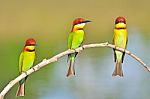 Chestnut-headed Bee-eater Bird Stock Photo